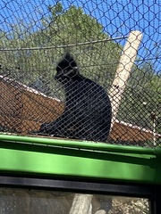 Trachypithecus francoisi