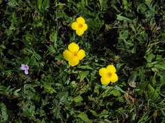Eschscholzia lobbii
