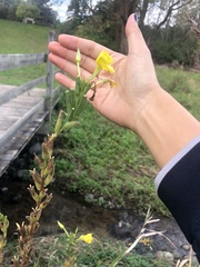 Oenothera biennis