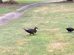 Cairina moschata domestica