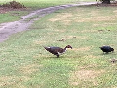 Cairina moschata domestica
