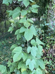 Ipomoea indica