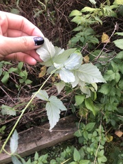 Rubus occidentalis