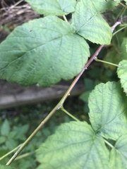 Rubus occidentalis