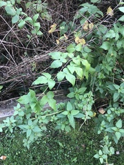 Rubus occidentalis