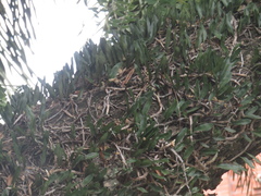 Microgramma mortoniana