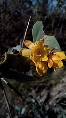 Berberis grevilleana