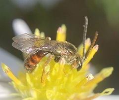 Lasioglossum zephyrus