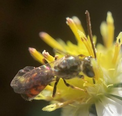 Lasioglossum zephyrus