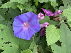 Ipomoea indica