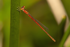 Agriocnemis rubricauda