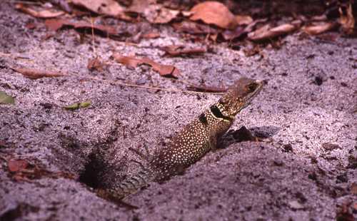 Oplurus cuvieri