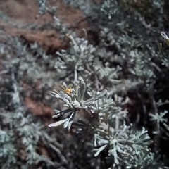 Artemisia mendozana