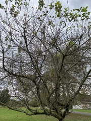 Malus dasyphylla