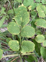 Angelica sylvestris
