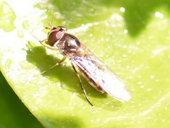 Meliscaeva auricollis