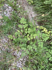 Angelica sylvestris