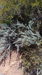 Artemisia mendozana