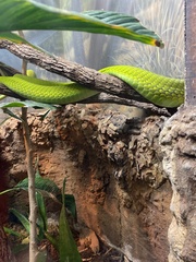 Dendroaspis angusticeps