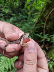 Anolis magnaphallus image