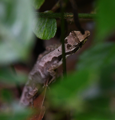 Anolis magnaphallus