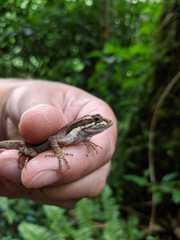 Anolis magnaphallus