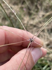 Chloris texensis