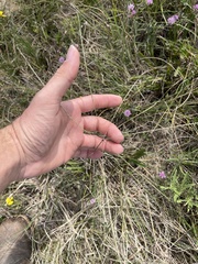 Chloris texensis