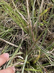 Chloris texensis