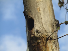 Colaptes melanochloros