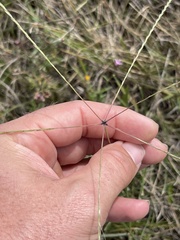 Chloris texensis