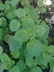 Lamium purpureum