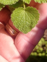 Lamium purpureum