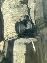 Colobus angolensis