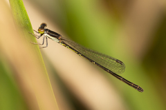 Agriocnemis rubricauda