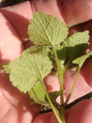 Lamium purpureum