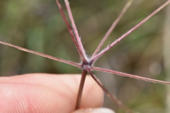 Chloris texensis