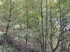 Alnus glutinosa