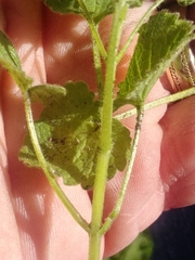 Lamium purpureum