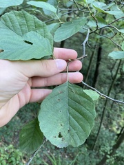 Alnus glutinosa