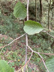Alnus glutinosa