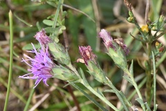 Liatris bracteata