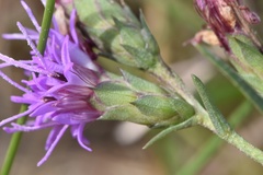 Liatris bracteata