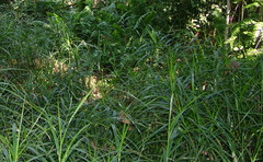 Scleria angusta