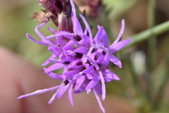 Liatris bracteata