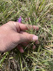 Liatris bracteata