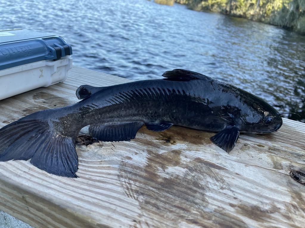 White Catfish from Gainesville, FL, US on October 17, 2021 at 0418 PM