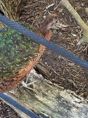 Afropavo congensis