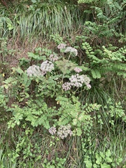 Angelica sylvestris