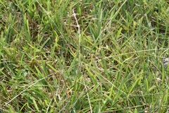 Chloris texensis
